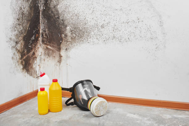 Best Professional Mold Removal  in Wells Branch, TX