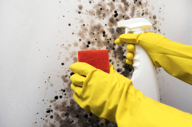 Best Residential Mold Removal  in Wells Branch, TX